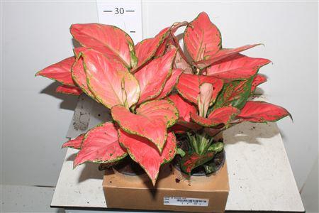 <h4>Aglao Ov Beauty Red</h4>