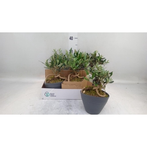 Arr.   Tuinplanten L%
