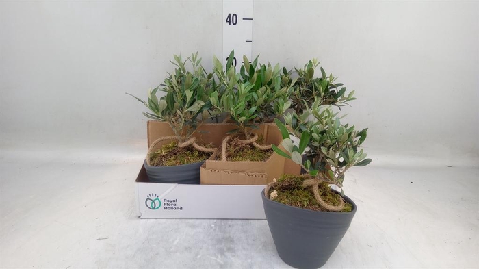 <h4>Arr.   Tuinplanten L%</h4>