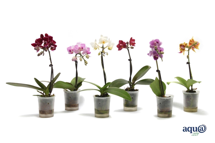 <h4>Phalaenopsis mini</h4>