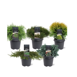 Coniferen Coniferen overig