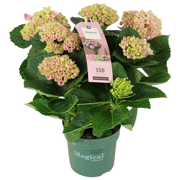 <h4>Hydrangea Magical Revolution ® rose 9/10 flowers</h4>