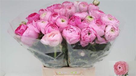 <h4>Ran Am Marshmallow</h4>