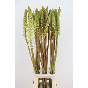 EREMURUS HIMALAICUS