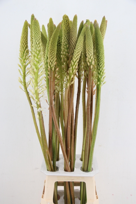 <h4>EREMURUS HIMALAICUS</h4>