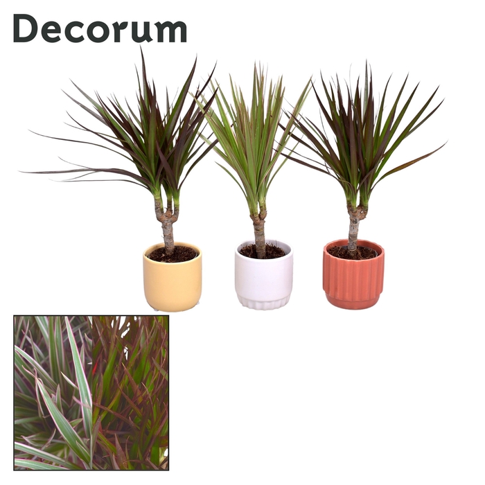 <h4>Collectie Nature Love - Dracaena mix in pot Liam</h4>