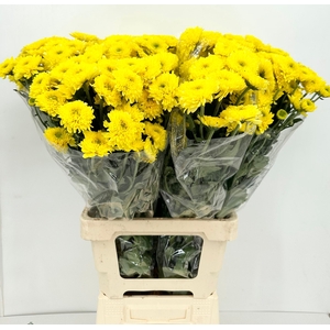 Chrys Tr Sunny Yellow (ballette)