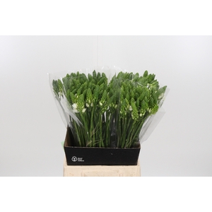 Ornithogalum T Mount Fuji