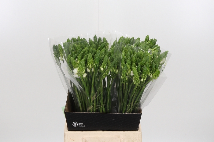 <h4>Ornithogalum T Mount Fuji</h4>