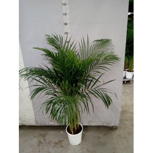 Dypsis lutescens   ...Chrysalidoca