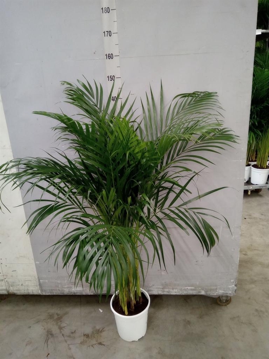 <h4>Dypsis lutescens   ...Chrysalidoca</h4>