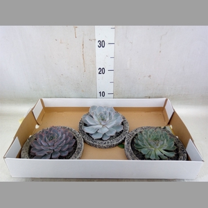 Arr.  Succulents L%