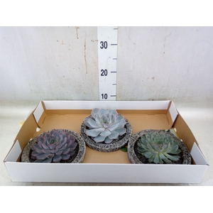 Arr.  Succulents L%