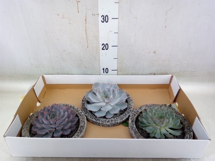 <h4>Arr.  Succulents L%</h4>