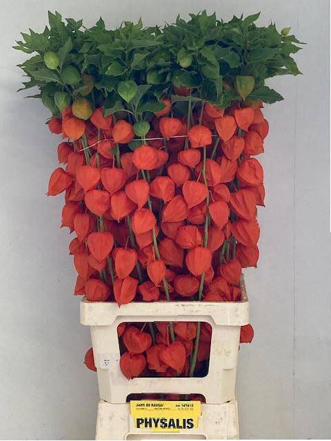 <h4>PHYSALIS LAMPION TAK</h4>