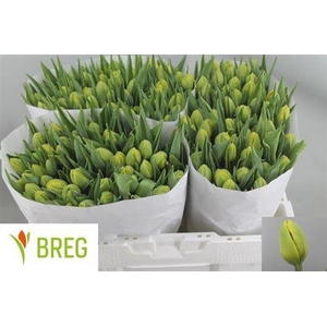 Tu Du Double Trouble