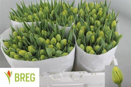 <h4>Tu Du Double Trouble</h4>