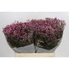 Limonium sinense Tiffany Diamond