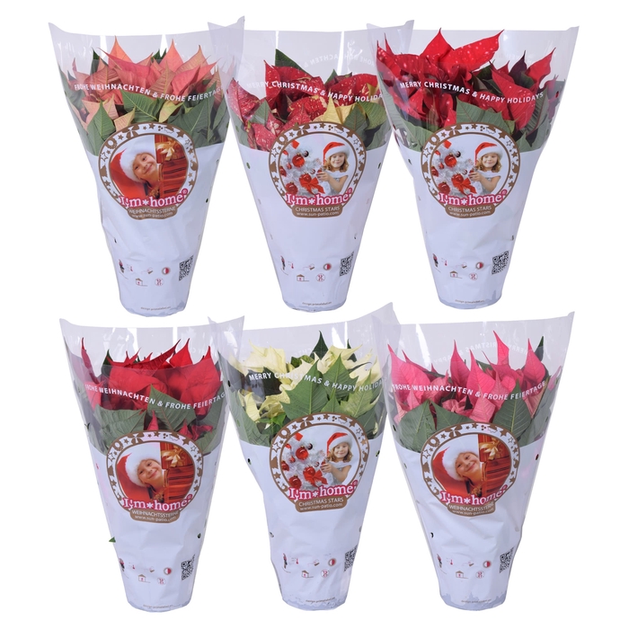 <h4>Euphorbia MixTray jolly Xmas Hoes</h4>