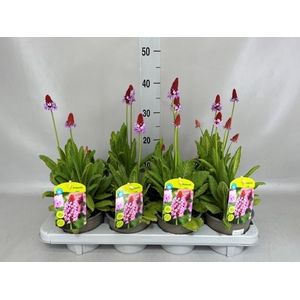 Primula vialii