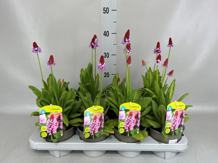 <h4>Primula vialii</h4>