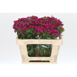 Dianthus Br Amazon Neon Cherry