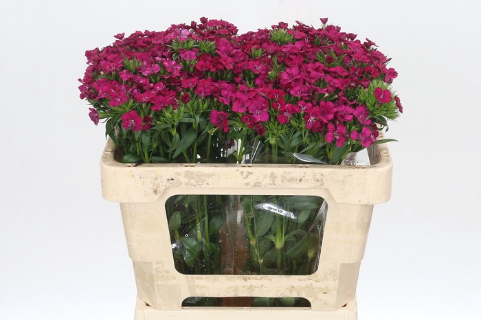 <h4>Dianthus Br Amazon Neon Cherry</h4>