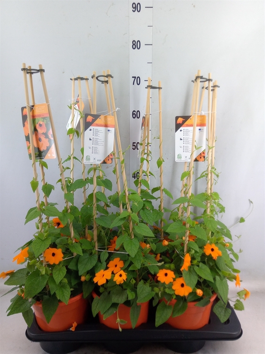 <h4>Thunbergia alata 'Orange BlackEye'</h4>