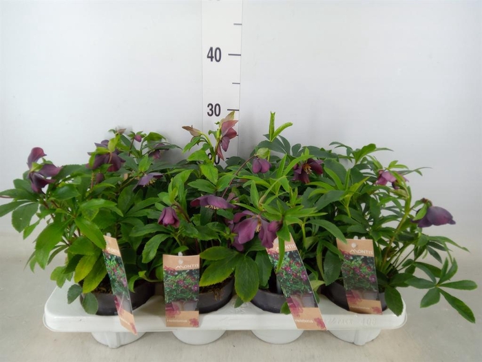 <h4>Helleborus ori.</h4>