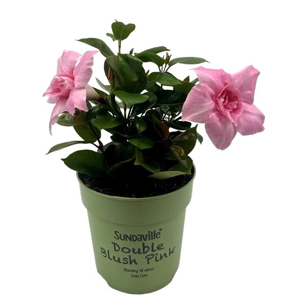 <h4>Mandevilla Sundaville Double Blush Pink</h4>