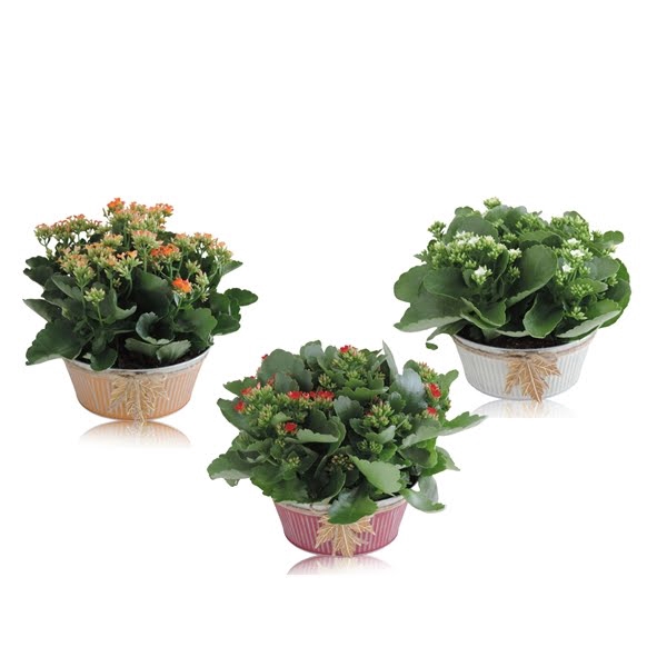 <h4>Collectie Autumn Leaf Kalanchoë Double Mix in Zink 21 cm</h4>