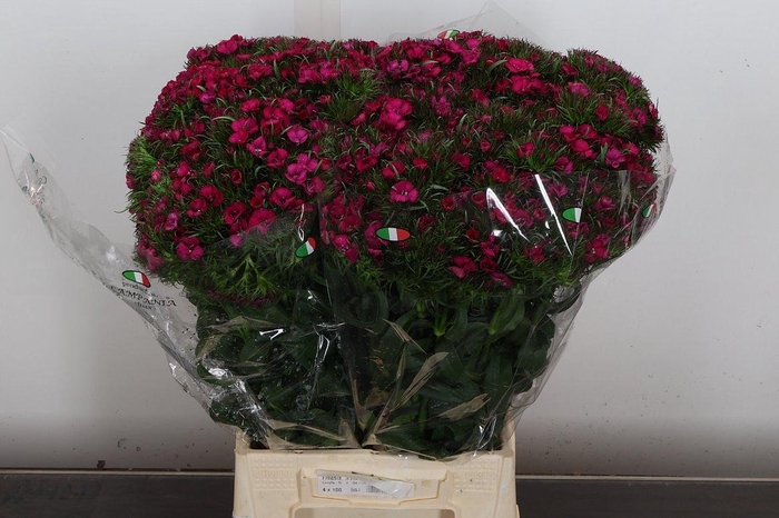 <h4>Di Barb Hot Pink</h4>