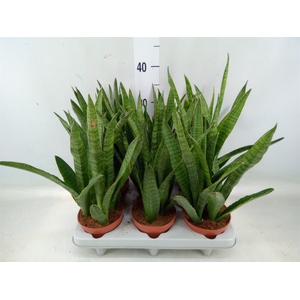 Sansevieria zeylanica 'Greenline'