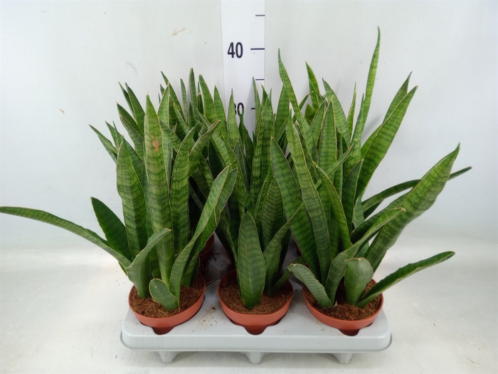 <h4>Sansevieria zeylanica 'Greenline'</h4>