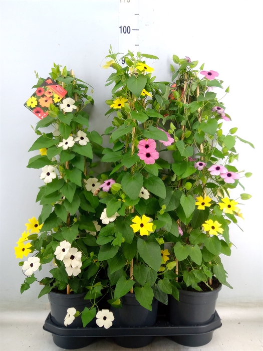 <h4>Thunbergia   ...mix 3</h4>