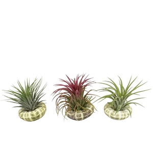 Tillandsia schelp standaard ionantha