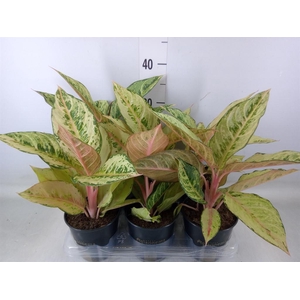 Aglaonema   ...