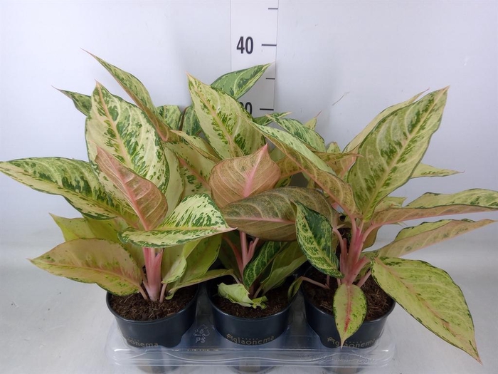 <h4>Aglaonema   ...</h4>