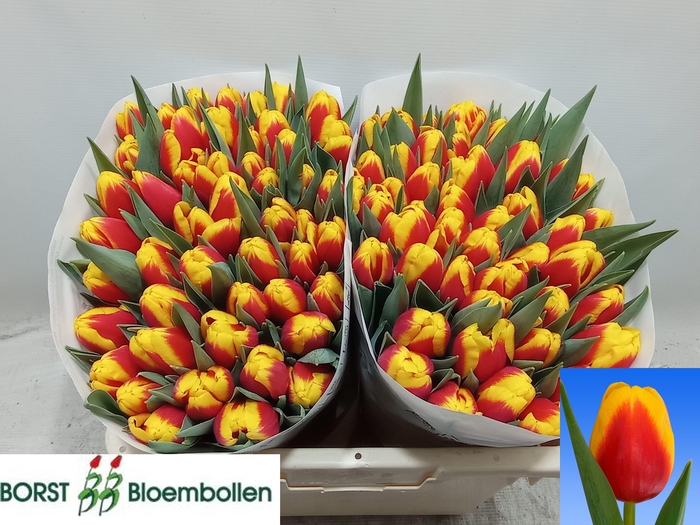 <h4>TU EN READY</h4>