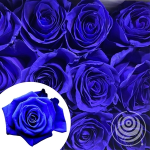 R Eq Painted Blue