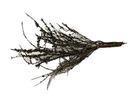 Bundle Larix L100