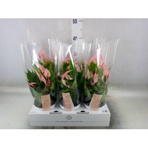 Anthurium andr. 'Lilli'