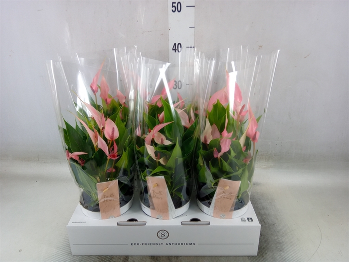 <h4>Anthurium andr. 'Lilli'</h4>