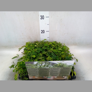 Mimosa pudica