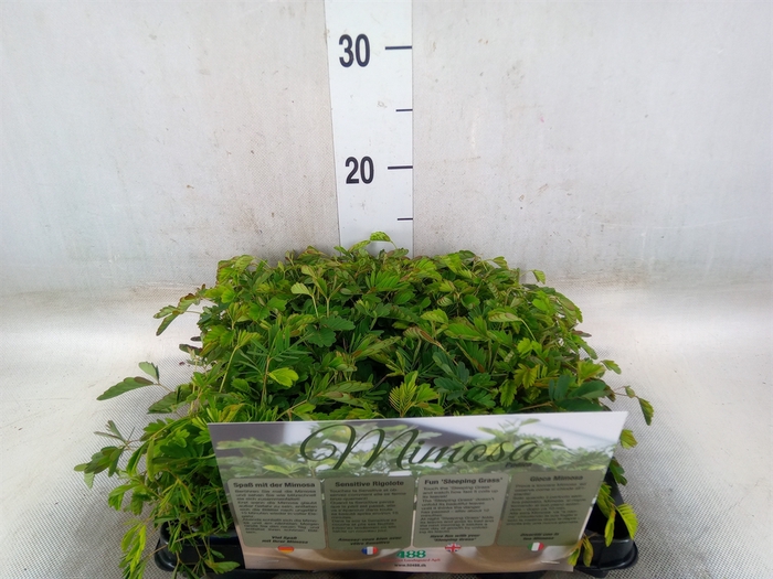 <h4>Mimosa pudica</h4>