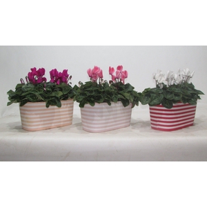 Cyclamen in Vibe keramiek duo