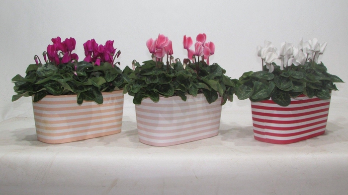 <h4>Cyclamen in Vibe keramiek duo</h4>