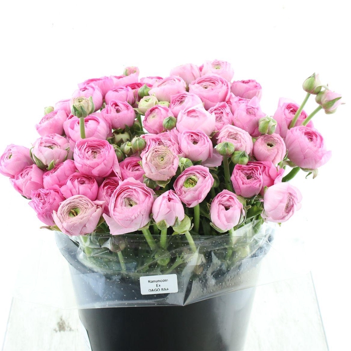 <h4>Ran El Sr Pink Super</h4>