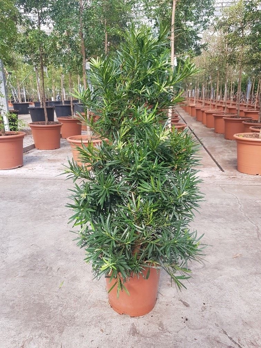 <h4>Podocarpus nivalis</h4>