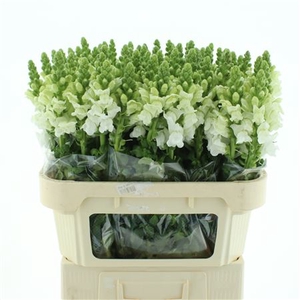 Antir Poto Ivory Wh